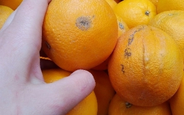 В Узбекистане существенно подешевели апельсины