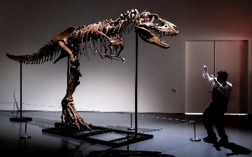 Скелет динозавра возрастом 76 млн лет выставят на аукцион в Нью-Йорке