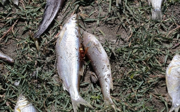 В реке Зарафшан погибло более 800 рыб — фото