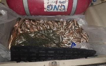 В Ахангаране трое мужчин незаконно наловили рыбы на 530 млн сумов