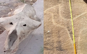 Археологи нашли в Сурхандарье череп лошади возрастом в несколько миллионов лет 