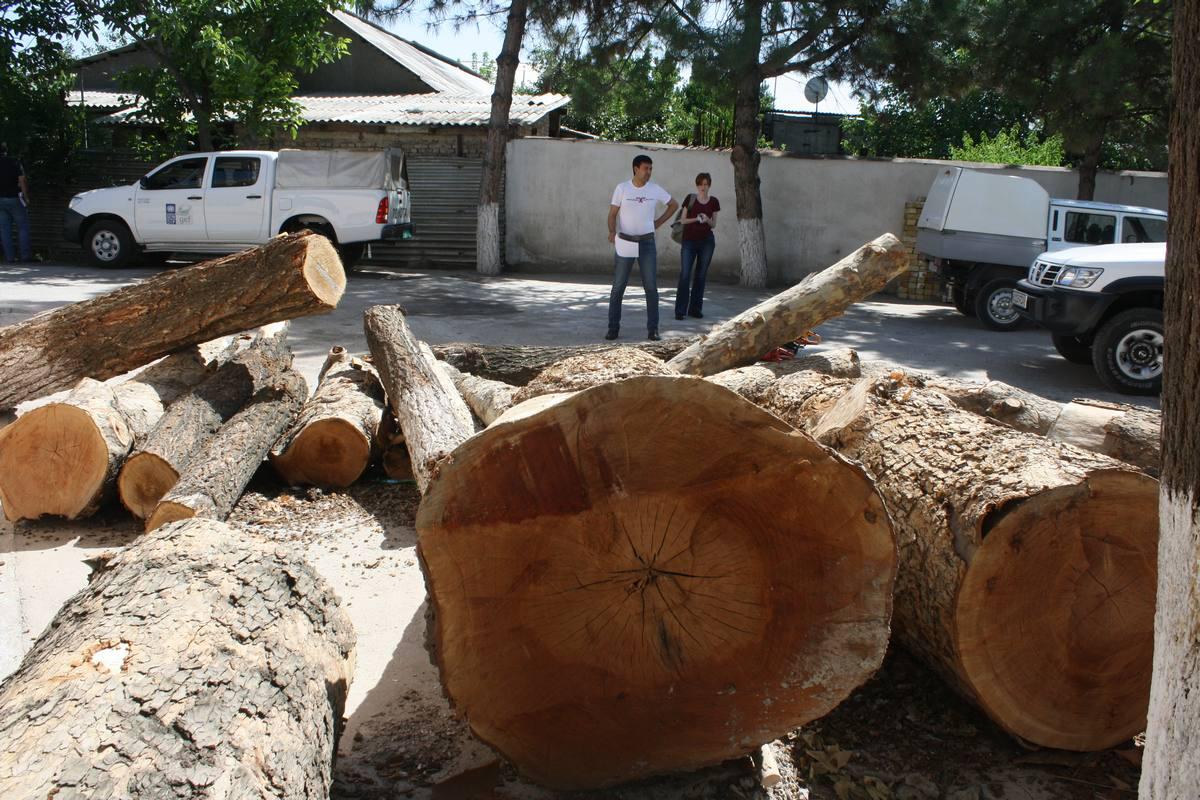 Разговор о деревьях: Бионспекция Узбекистана разъяснила вопросы о законности спила деревьев в Ташкенте 
