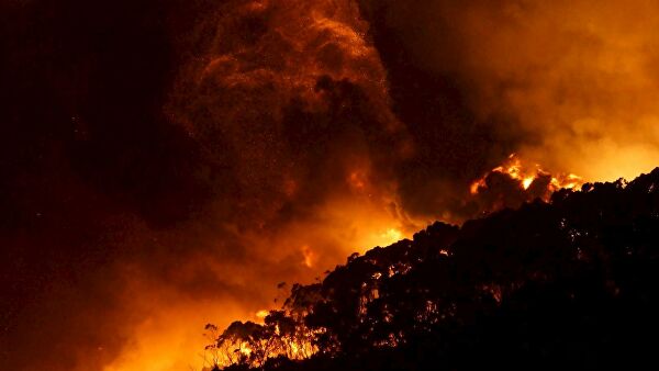 В австралийских пожарах погибло более миллиарда животных