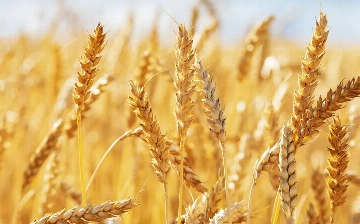 Узбекистан закупил казахстанскую пшеницу почти на $750 млн