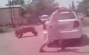 В одну из махаллей Сурхандарьи проник агрессивный медведь: хищника застрелили