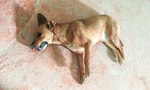 В Бухаре сотрудники управления благоустройства разбросали колбасу с таблетками и отравили собак — видео