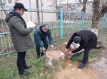 Под Ташкентом незаконно срубили более 50 многолетних деревьев