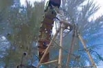 В Фергане молодая девушка упала с аттракциона «Пиратский корабль» (видео)