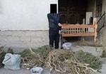 В одном из домов Самарканда обнаружили более 30 кг марихуаны