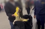 Из Казахстана в Узбекистан пытались незаконно провезти трехметрового питона