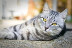 Котик из китайского храма, который дает «пять», стал звездой соцсетей