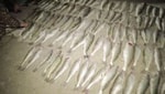 В Навои браконьеры незаконно ловили рыбу: ущерб составил почти 700 млн сумов