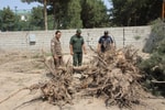 В Сурхандарье экс-чиновника признали виновным в вырубке более 200 деревьев