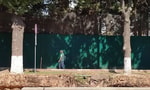 На Чиланзаре из-за расширения дороги повредили почти 100 дубов и чинар — их не спасти