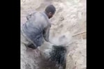 На охраняемой территории жестоко убили дикобразов – видео