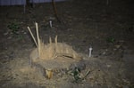 Застройщик Dream House Stroy вырубил 58 деревьев и нанес почти миллиардный ущерб природе