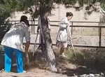 В Ташобласти медработников заставили убираться в поликлинике: виновника оштрафовали на 12 миллионов сумов