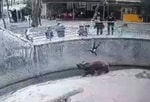 В Ташкенте женщина зарезала дочь, которую три года назад сбросила в вольер к медведю