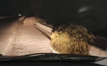 В Андижане сотрудники благоустройства незаконно срубили 28 деревьев — видео