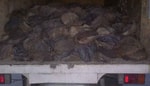 В Андижане обнаружили две тонны внутренностей животного неизвестного происхождения