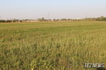 Влюбленную пару из Ферганы нашли повешенной в поле