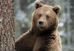 В Узбекистане запретили содержать диких животных в домашних условиях