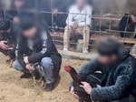 В Джизаке бизнесмен открыл на своей рыбной ферме арену для петушиных боев