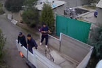 Правоохранители изъяли оружие у лиц, устроивших массовый отстрел собак в Ташобласти