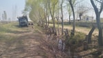 В Сырдарье незаконно срубили верхушки 170 деревьев