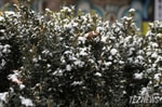 Узбекистанцам рассказали о погоде на эту неделю