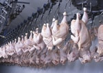 Обнулены пошлины на ввоз ряда продуктов, включая мясо птицы и масло