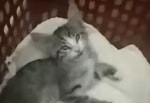 В Ташкенте оштрафовали учительницу, выбросившую котенка в окно