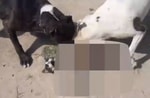В Навои тиктокер ради хайпа дал собакам растерзать кота — видео (18+)