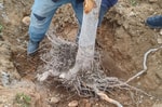 В Кувасае незаконно выкорчевали сотни деревьев: ущерб составил почти 2 млрд сумов 