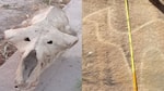 Археологи нашли в Сурхандарье череп лошади возрастом в несколько миллионов лет 