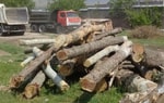 С начала года в Узбекистане выявили почти 2,5 тысячи случаев незаконной вырубки деревьев