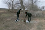 В Джизаке срубили десятки деревьев: ущерб оценили более чем в 220 млн сумов
