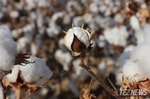 Коалиция Cotton Campaign отменила бойкот Узбекистану спустя более десяти лет