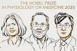 Нобелевскую премию по медицине присудили за открытия в сфере иммунной толерантности