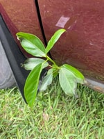 В ржавом автомобиле выросло небольшое дерево: владелец ухаживал за ним больше, чем за машиной