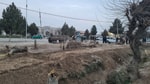 В Карши незаконно выкорчевали 10 многолетних деревьев, нанеся ущерб природе на 92 млн сумов