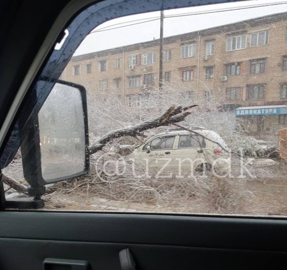 Фото: Uzbek-MDK