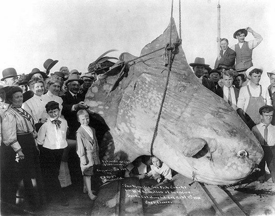1910-yilda Makmillan ismli baliqchi tomonidan tutilgan 1,58 tonnali quyosh balig'i