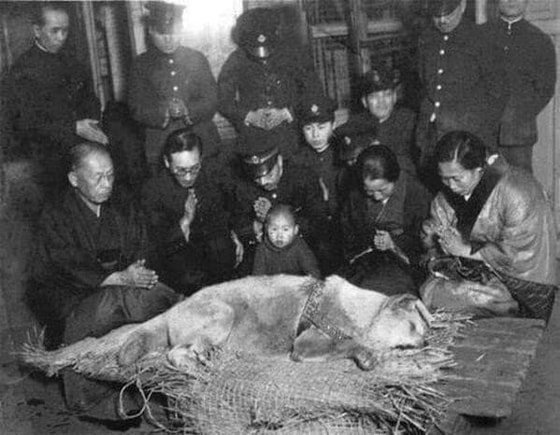 O'z egasini 9 yil vokzalda kutgan "Xatiko"ning vafotidan keyinggi so'nggi surati. Yaponiya, 1935-yil