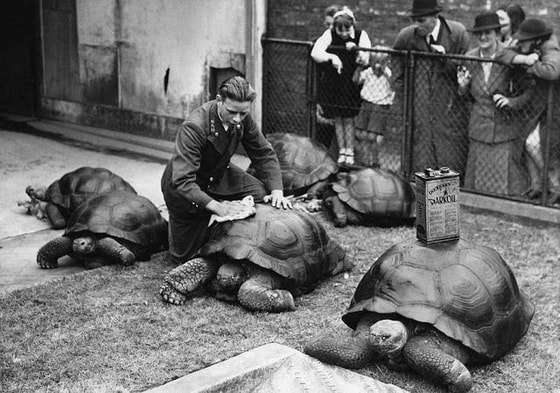 London hayvonot bog'i. 1930-yil