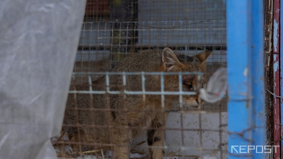 На фото: Камышовый кот / Repost.uz