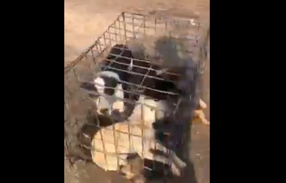 Кадр из видео&nbsp;