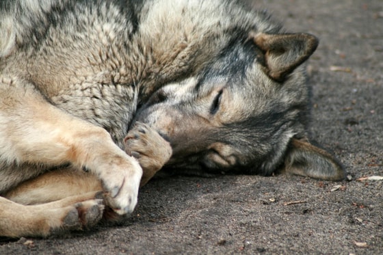 Фото: yandex.zen