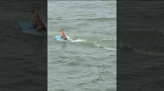 Фото: Скриншот из видео