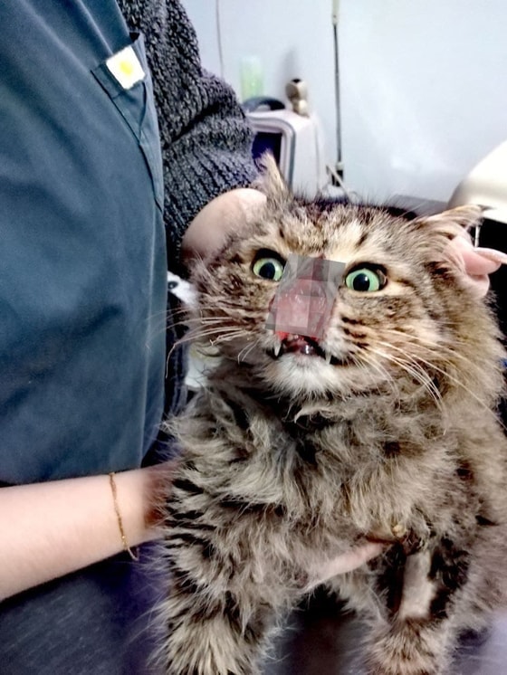 Фото: ОЗЖ Mehr va Oqibat